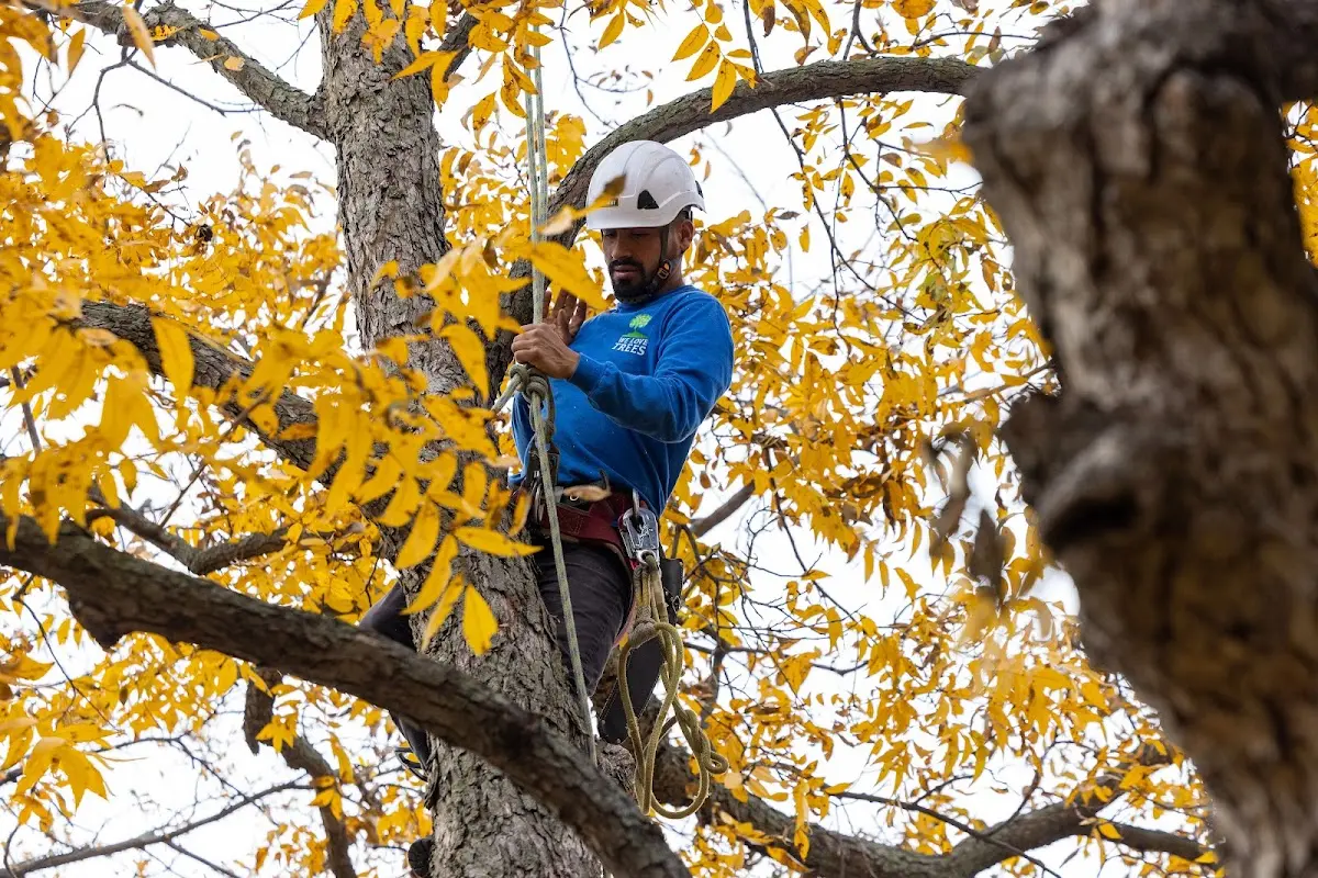 Skilled Storm Damage Cleanup crew working in Republic